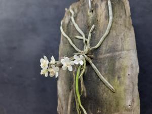 Chiloschista exuperei