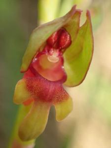 Steveniella satyrioides