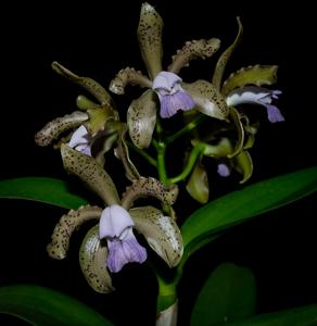 Cattleya tigrina var. caerulea