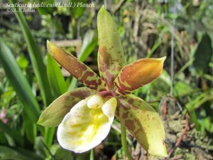 Scuticaria hadwenii