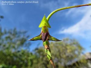 Bulbophyllum campos-portoi