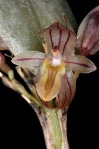 Pleurothallopsis striata
