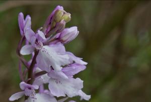 Orchis mascula subsp. scopulorum