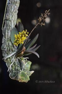 Trichocentrum pumilum