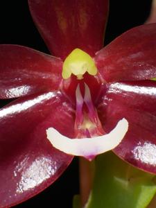 Phalaenopsis cornu-cervi