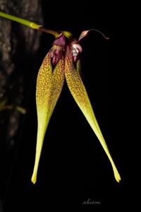 Bulbophyllum biflorum