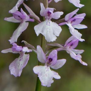 Orchis mascula subsp. scopulorum