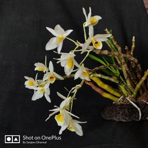 Dendrobium bensoniae