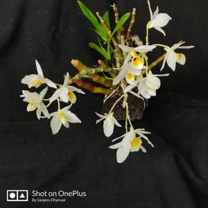 Dendrobium bensoniae