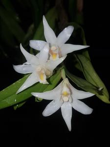 Dendrobium sutepense