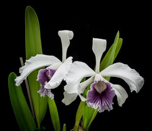 Cattleya purpurata f. werkhaeuserii