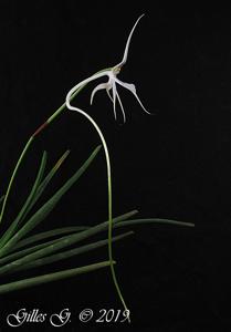 Jumellea teretifolia