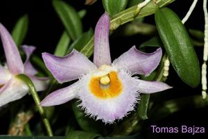 Dendrobium loddigesii
