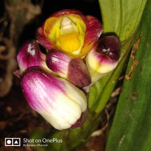 Acanthophippium bicolor