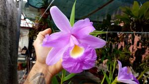 Sobralia rogersiana
