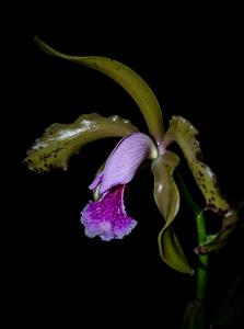 Cattleya granulosa