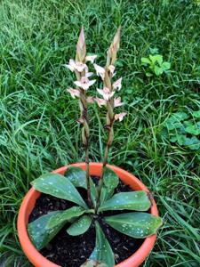 Pteroglossa roseoalba