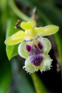 Gastrochilus retrocallus