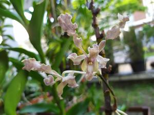 Dendrobium discolor