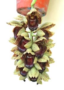 Catasetum ivaneae