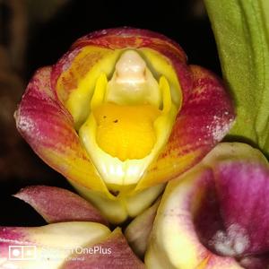 Acanthophippium bicolor