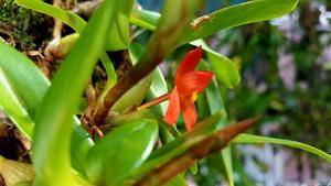 Maxillaria sophronitis