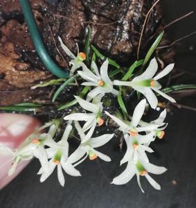 Dendrobium masarangense