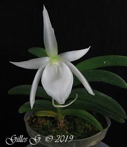 Angraecum aloifolium