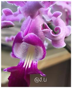 Myrmecophila exaltata