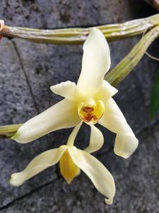 Dendrobium coeloglossum