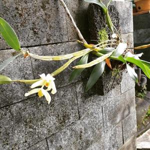 Dendrobium coeloglossum