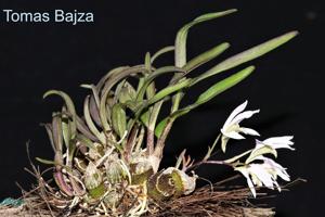 Dendrobium laterale