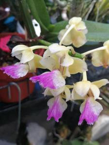 Aerides houlletiana