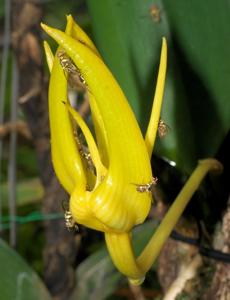 Bulbophyllum cheiri subsp. cheiri