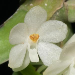 Vanda ampullacea