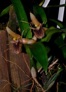 Coelogyne fimbriata