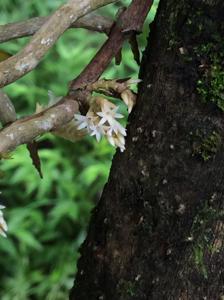 Campylocentrum micranthum