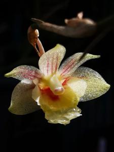 Dendrobium patentilobum