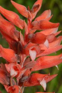 Sacoila lanceolata