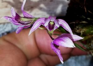Dendrobium laterale
