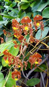 Cyrtochilum serratum