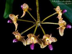 Bulbophyllum violaceolabellum