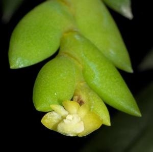 Dendrobium indivisum var. pallidum