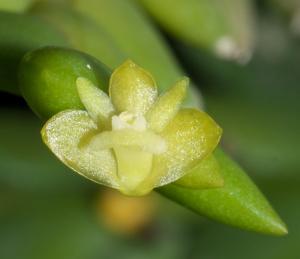 Dendrobium indivisum var. pallidum