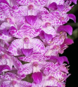 Rhynchostylis retusa