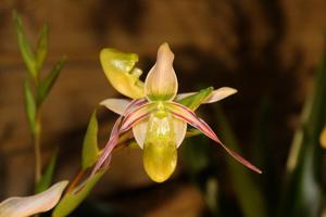 Phragmipedium longifolium