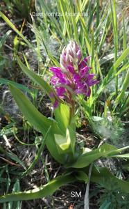 Dactylorhiza incarnata
