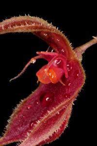Lepanthes matamorosii