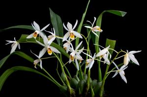 Coelogyne huettneriana