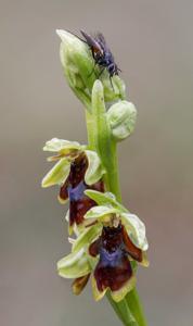 Ophrys insectifera subsp. aymoninii